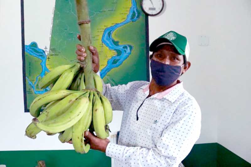 agricultor-BANANA