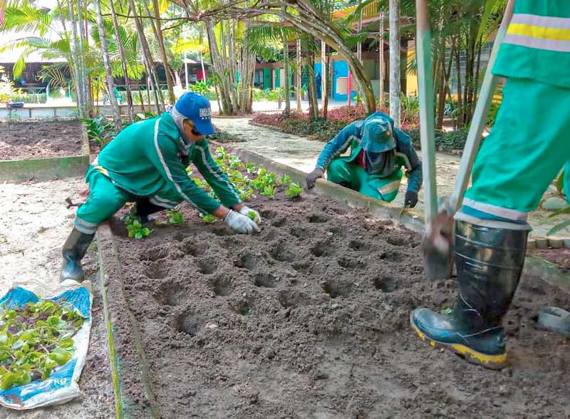 Viveiro-Plantas-Medicinais