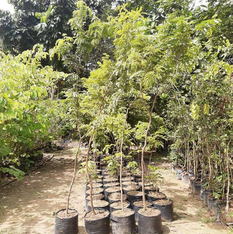 plantio-mudas-pau-brasil