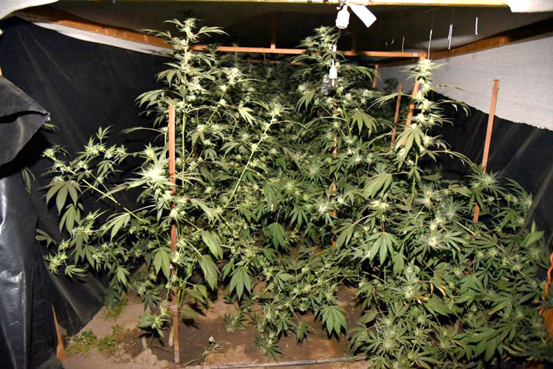 MACONHA