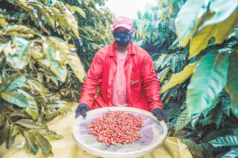 PRODUCAO-DE-CAFE-AMAZONAS