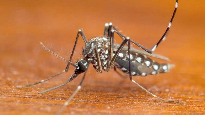 TRANSMISSOR-DA-DENGUE