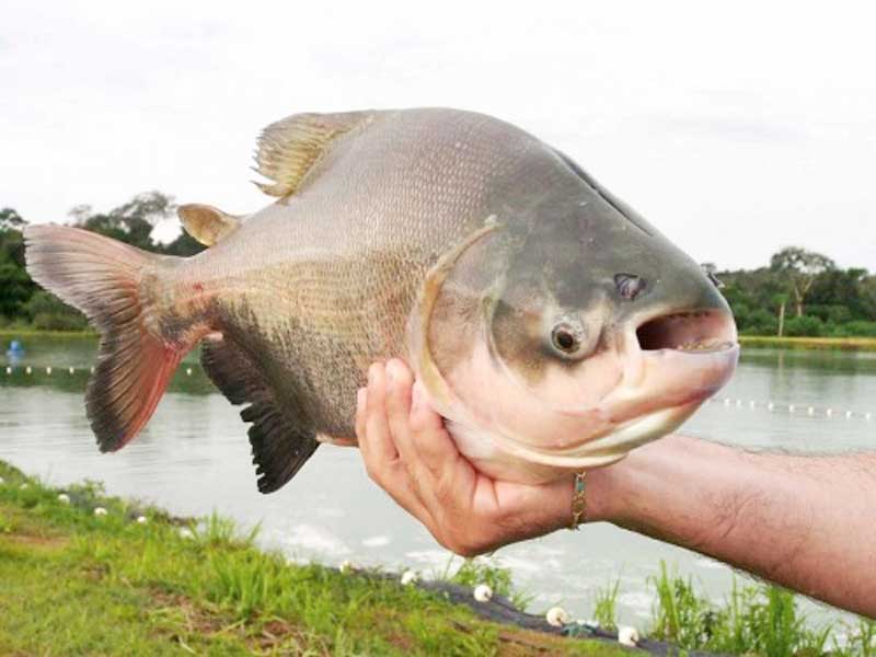 tambaqui