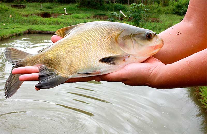 Tambaqui