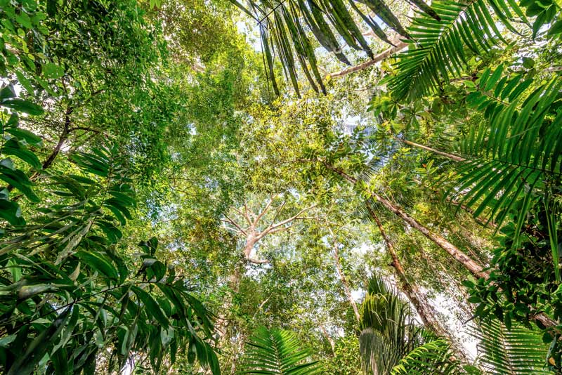 Floresta-em-pe