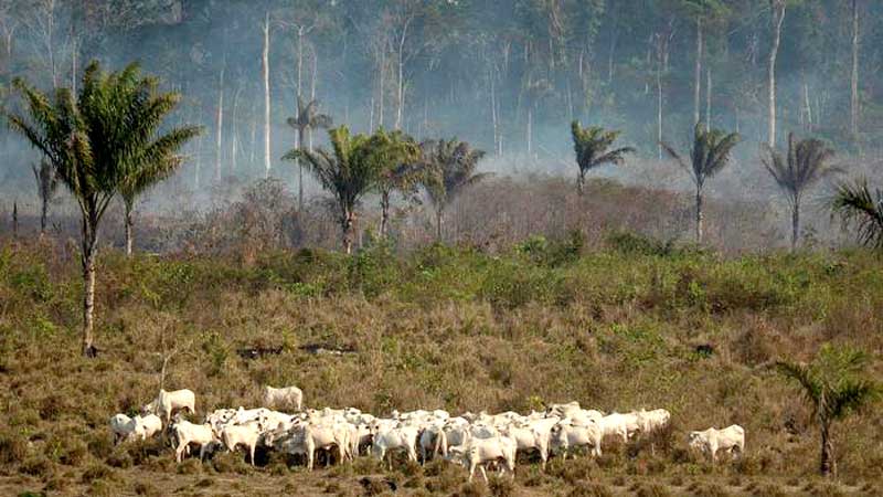 pastagem-na-amazonia