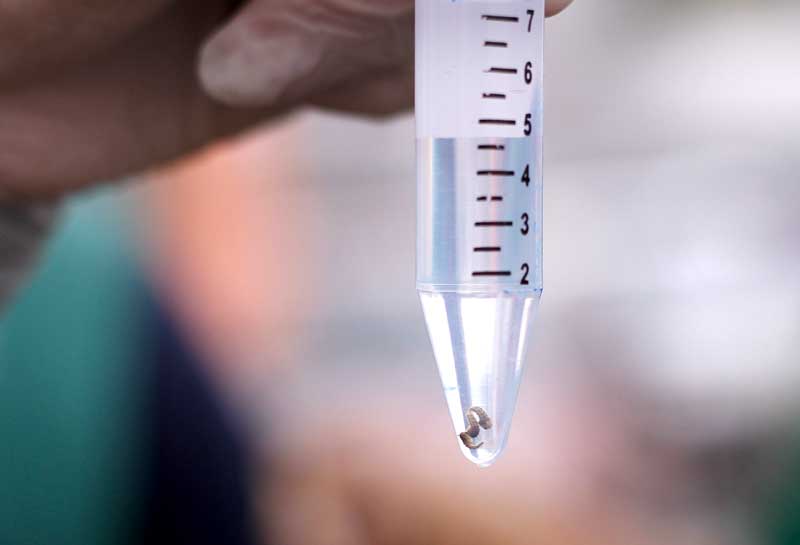 Novo-diagnostico-de-infestacao-do-Aedes-aegypti