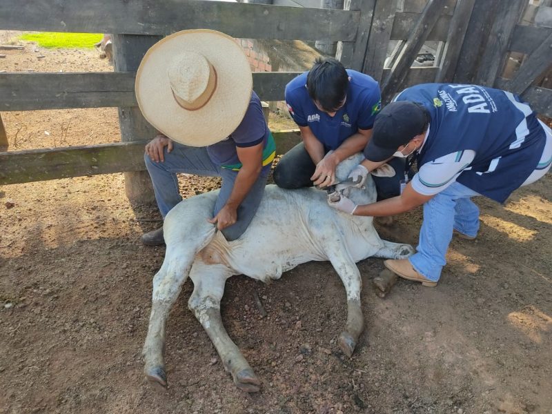 adaf vigilncia febre aftosa em manicore