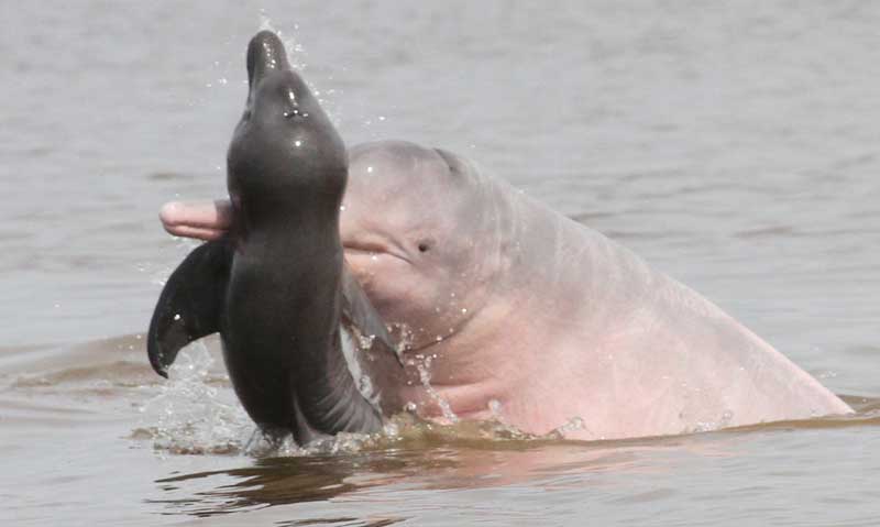 projeto_boto_na-amazonia
