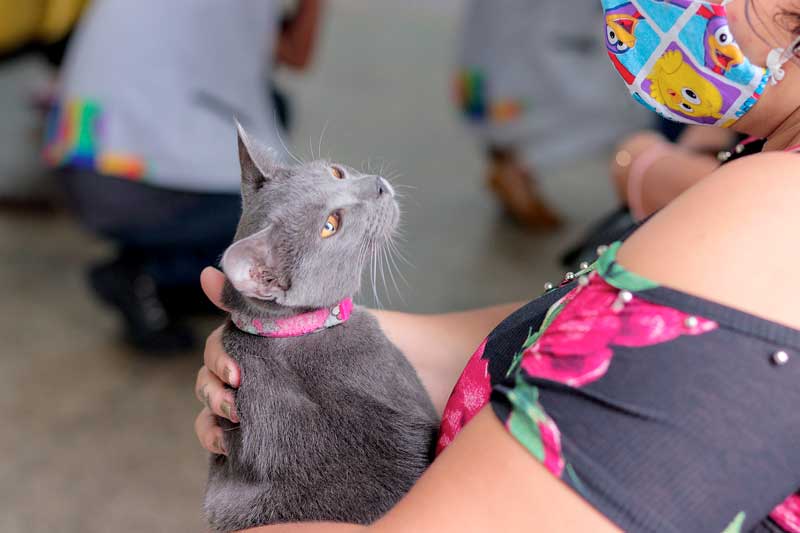 vacinacao-antirrabica-CAES-E-GATO