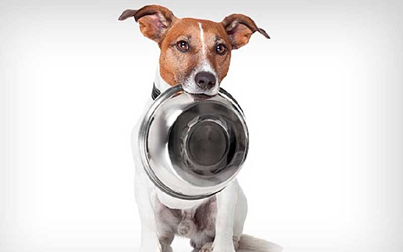Campanha-Trote-Legal-arrecada-alimentos-e-ração-para-cães-e-gatos