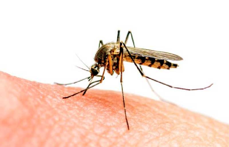 Mosquito-da-Malaria