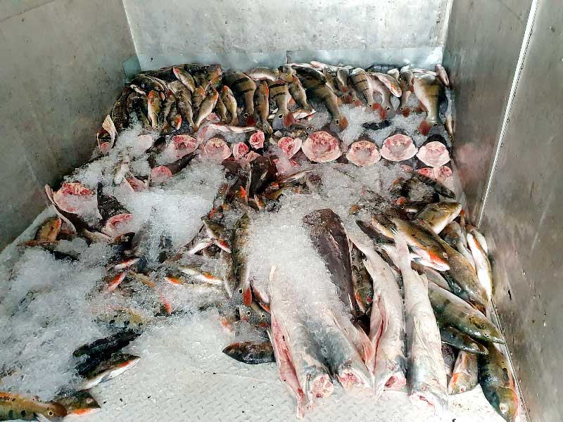 apreenssao-de-peixe-em-novo-airao