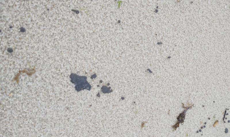 praias-cearences-manchas-de-óleo