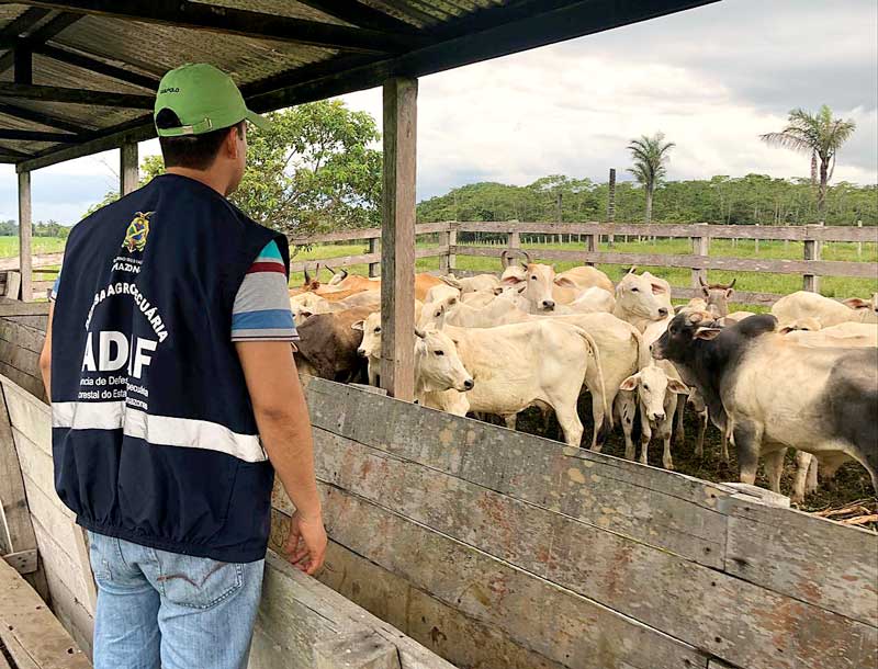 Adaf-encerra-inquérito-sorológico-em-bovinos