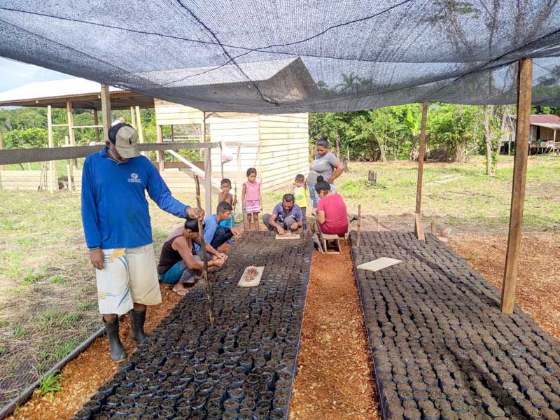 Idam-realiza-entrega-de-sementes-de-açaí-para-produtores-rurais-em-BORBA
