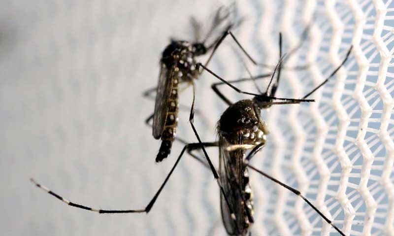 brasileiros-acham-que-a-dengue-acabou-na-pandemia