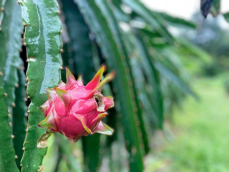 Semtepi-promove-ação-para-incentivar-cultivo-de-pitaia-em-Manaus
