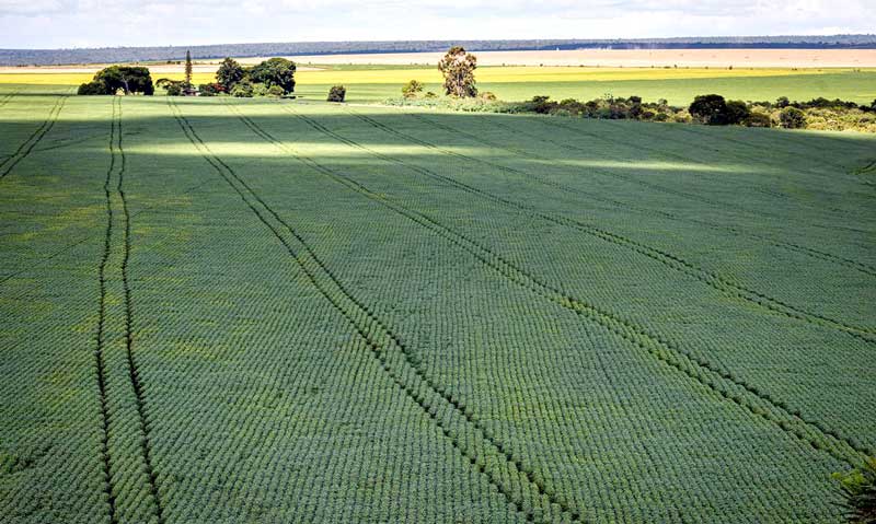Valor-da-Produção-Agropecuária-deve-chegar-a-trilhão-este-ano