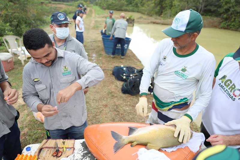 chipagem-de-peixes-sepror