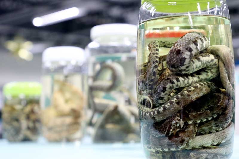 Acidentes-por-animais-peçonhentos-têm-redução-de-15%-no-Amazonas