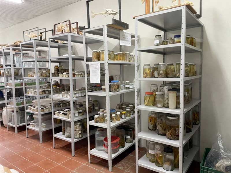Colecao-de-peixes-do-laboratorio-de-Ictiologia-da-Ufam-Foto-acervo-pesquisadora-Kedma-Cristine-Yamamoto