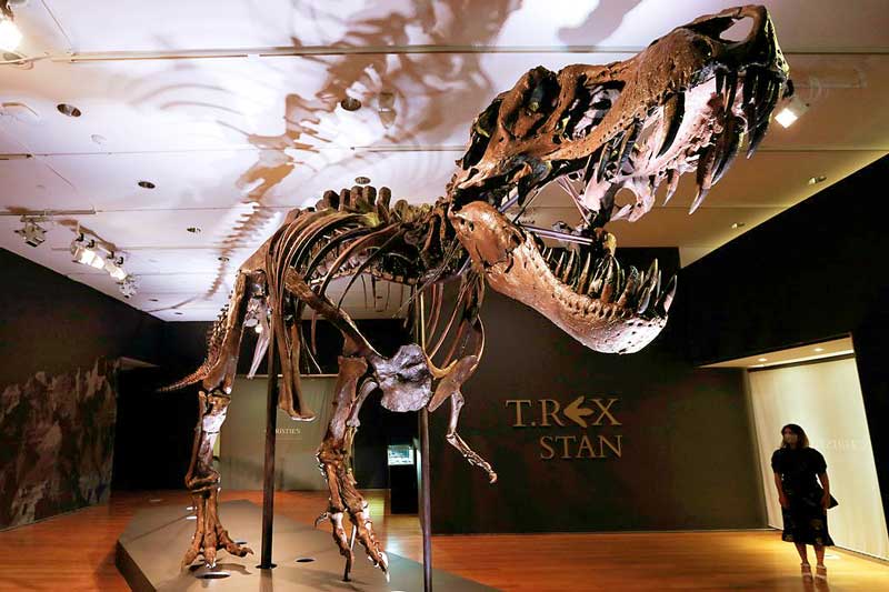 Cientistas-defendem-T-Rex-como-espécie-única-de-tiranossauro-poderoso