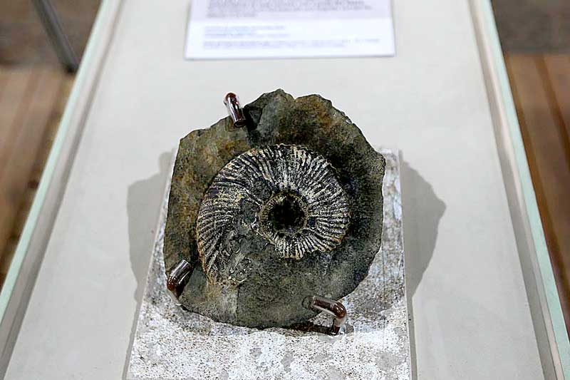 Mostra-na-UnB-exibe-fósseis-de-mais-de-90-milhões-de-anos