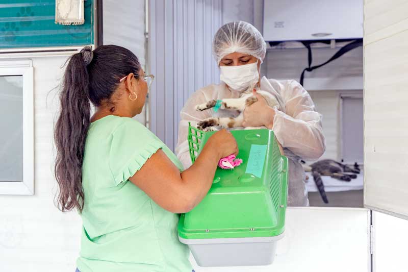 Prefeitura-realiza-castração-de-mais-de-200-gatos-para-reforçar-combate-à-esporotricose-em-Manaus