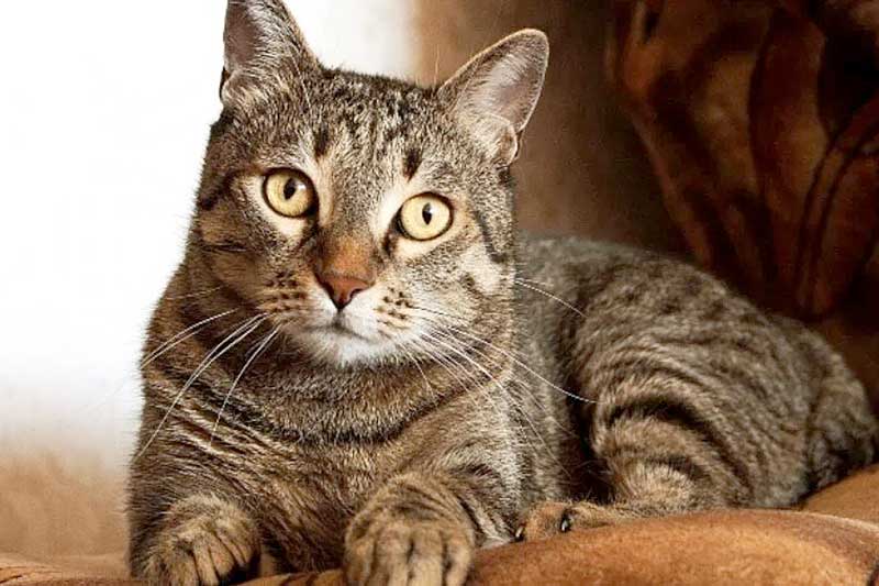Seu-gato-está-idoso