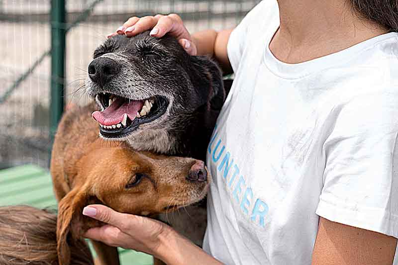 UNINORTE-promove-feira-de-adoção-responsável-de-pets