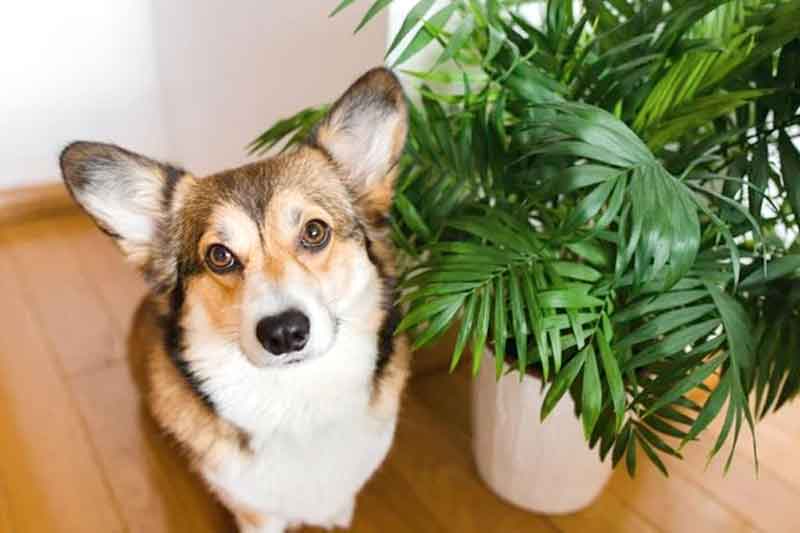 Entenda-os-perigos-de-plantas-tóxicas-para-cães-e-gatos