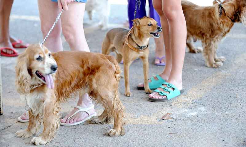 Senacon-determina-recolhimento-de-petiscos-caninos-Balance-Bifinhos-Cachorro