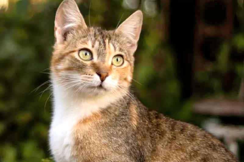 GATO