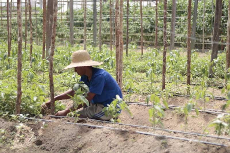 Agricultura-familiar