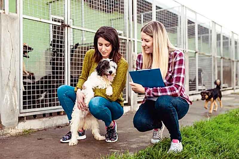 7-dicas-para-achar-um-cachorro-perdido
