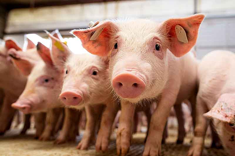 China-volta-a-enfrentar-surto-de-peste-suína