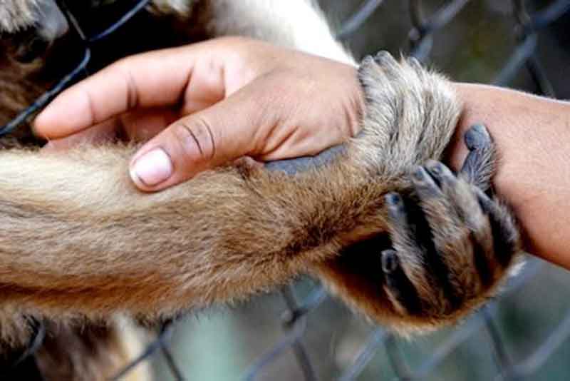 Pandemia-afeta-comportamento-animal-em-zoológicos
