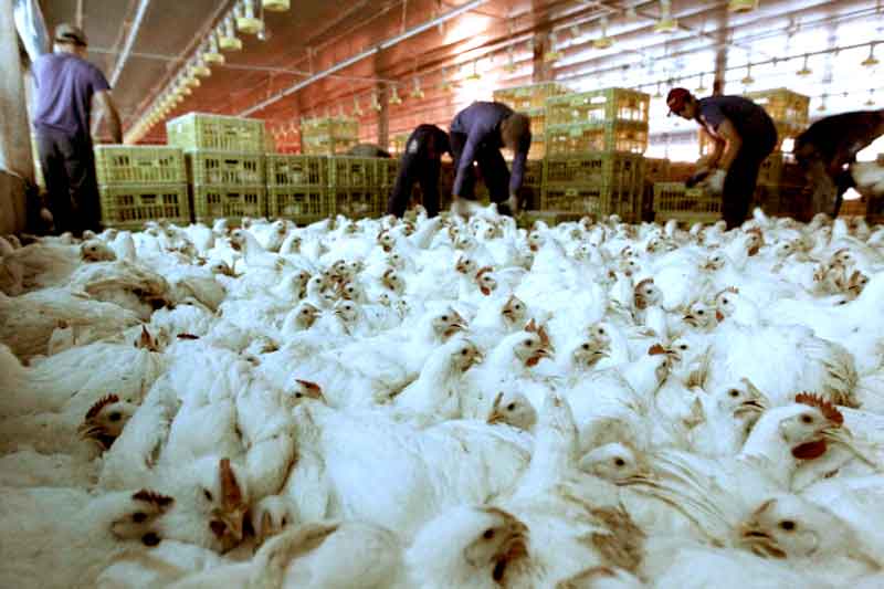 frango-Chile-confirma-primeiro-caso-de-gripe-aviária-em-humanos