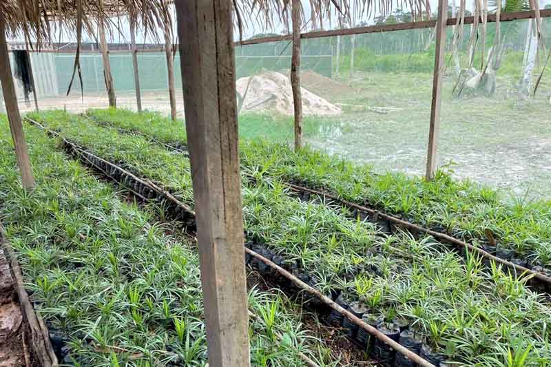No-Amazonas-parceria-se-reverte-em-mudas-para-replantio-em-área-devastada