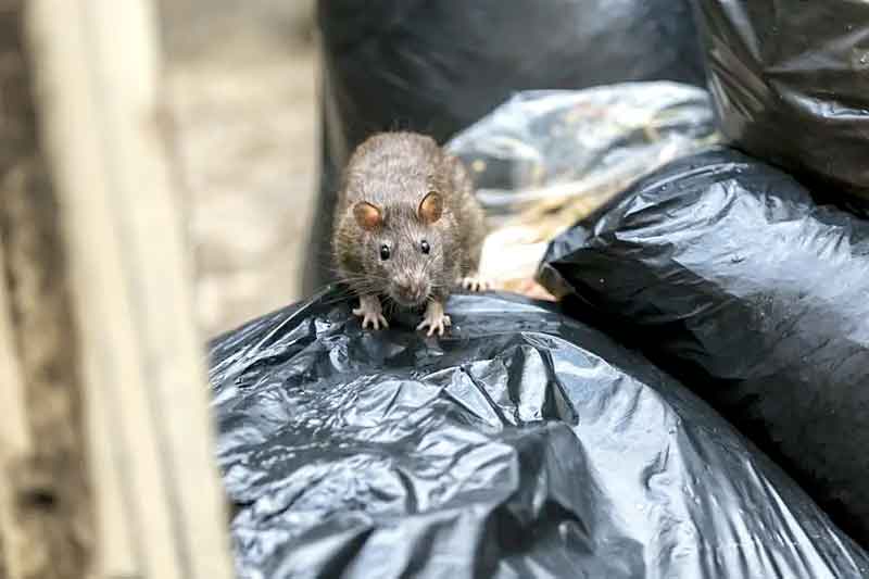 Prefeita-de-Paris-pede-que-cidadãos-convivam-com-ratos