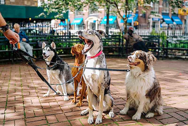 1ª-Cãominhada-do-Bem-estar-Animal