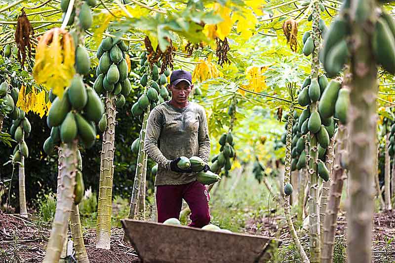 Governo-do-Estado-beneficia-40-agricultores-familiares-da-cooperativa-de-Manacapuru