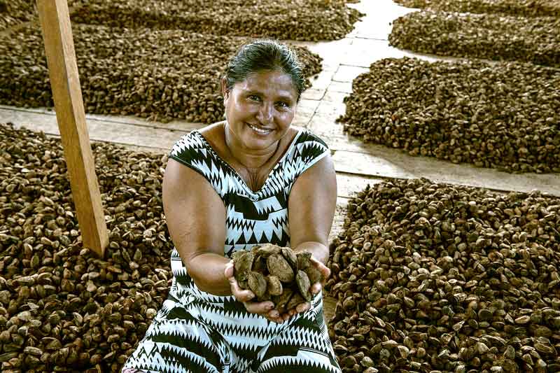 Castanha-do-Pará