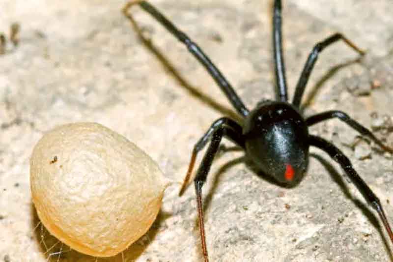 Criança-deixa-se-picar-por-aranha-para-virar-o-Homem-Aranha