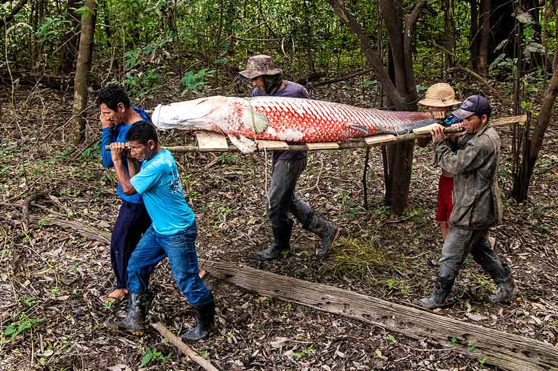 Pirarucu-de-manejo-sustentável-da-Amazônia-rompe-fronteira-nacional
