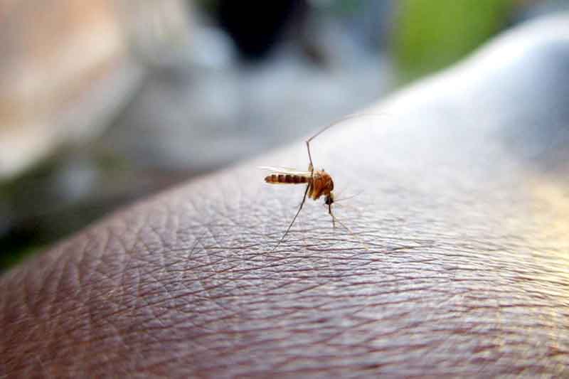 Surto-incomum-do-vírus-do-Nilo-causa-ao-menos-cinco-mortes-Mosquito