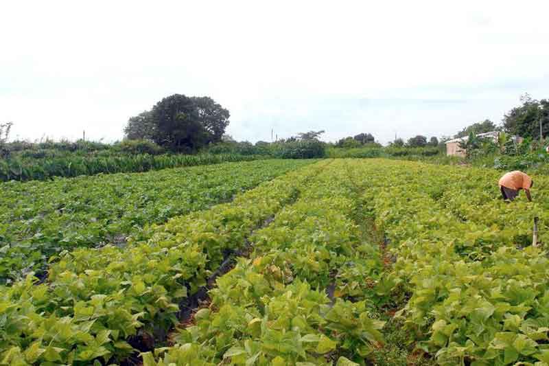 lavoura_agricultura_familiar