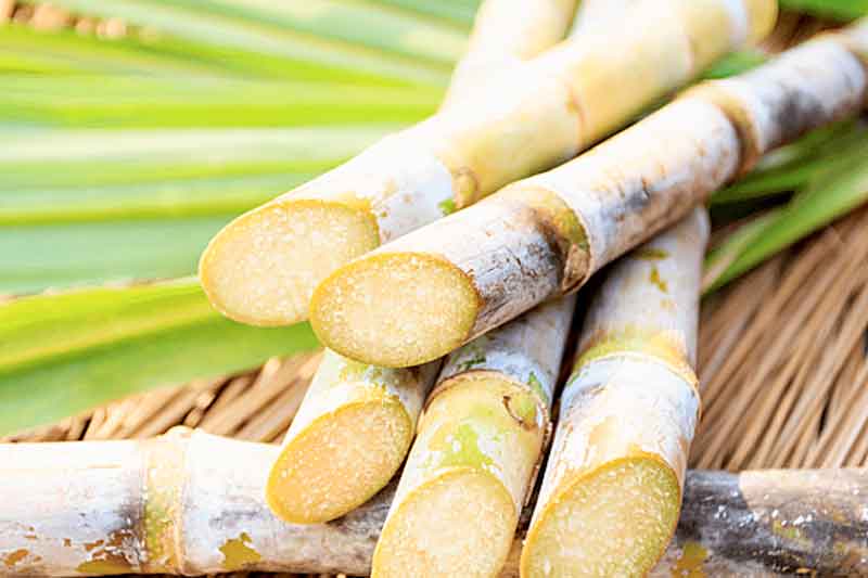 Cana-de-açúcar-pode-beneficiar-diabéticos