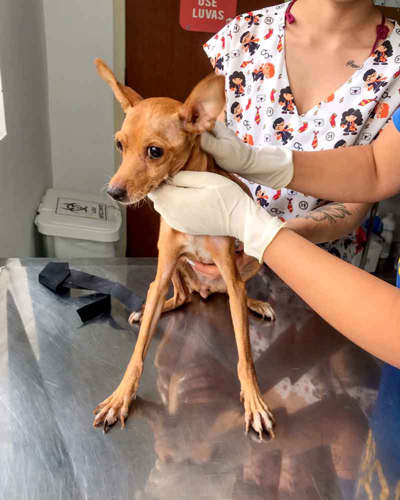ONG-Paraíso-dos-Focinhos-organiza-rifa-solidária-para-vacinar-animais-resgatados
